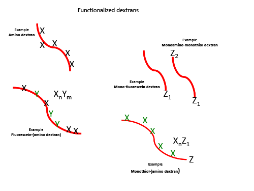 Multi-Functionalized Dextrans