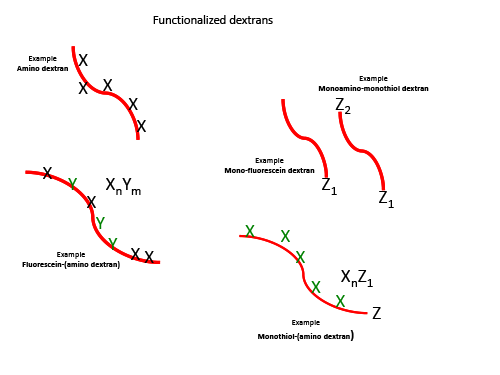 Functionalized Dextrans