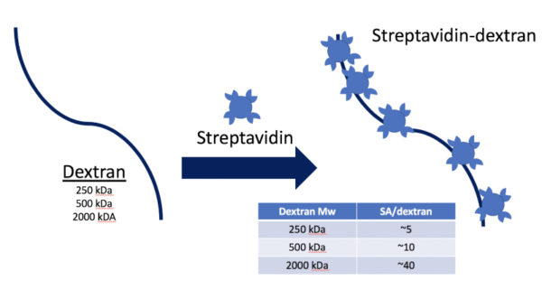 Streptavidin Dextran